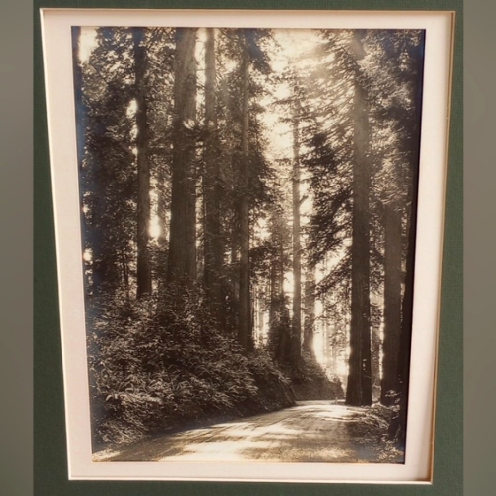 Antique Redwoods Sequoia National Forest Gold Tone  Photograph
